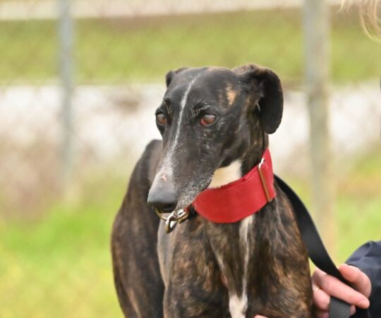 Gilda (F) Refuge de Carmona