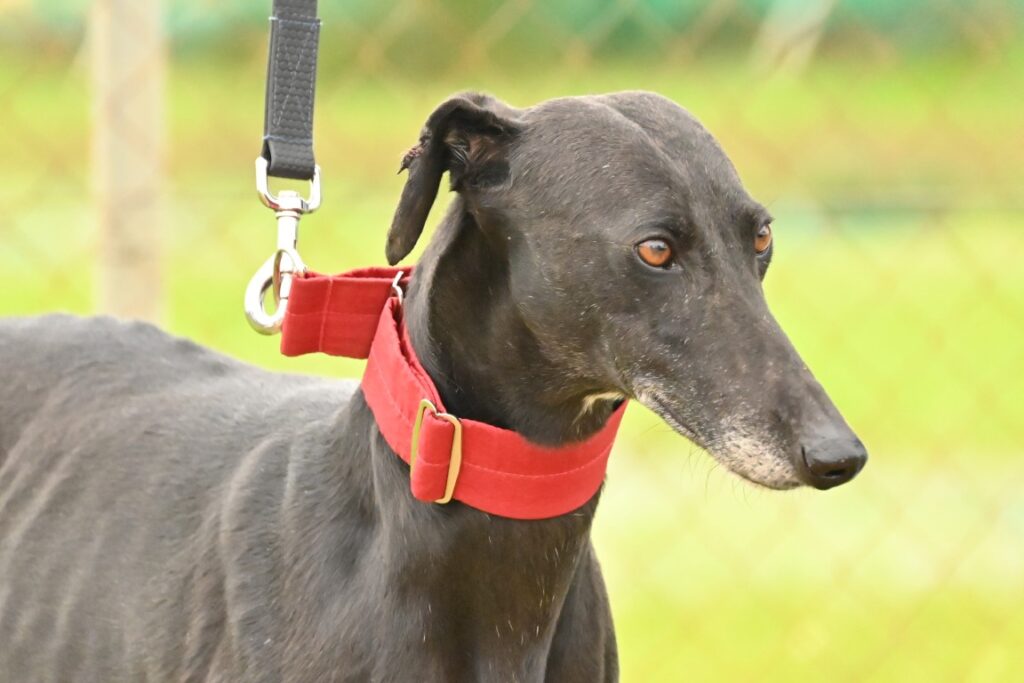 Granaina (F) Refuge de Carmona