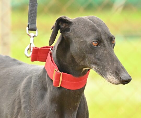 Granaina (F) Refuge de Carmona