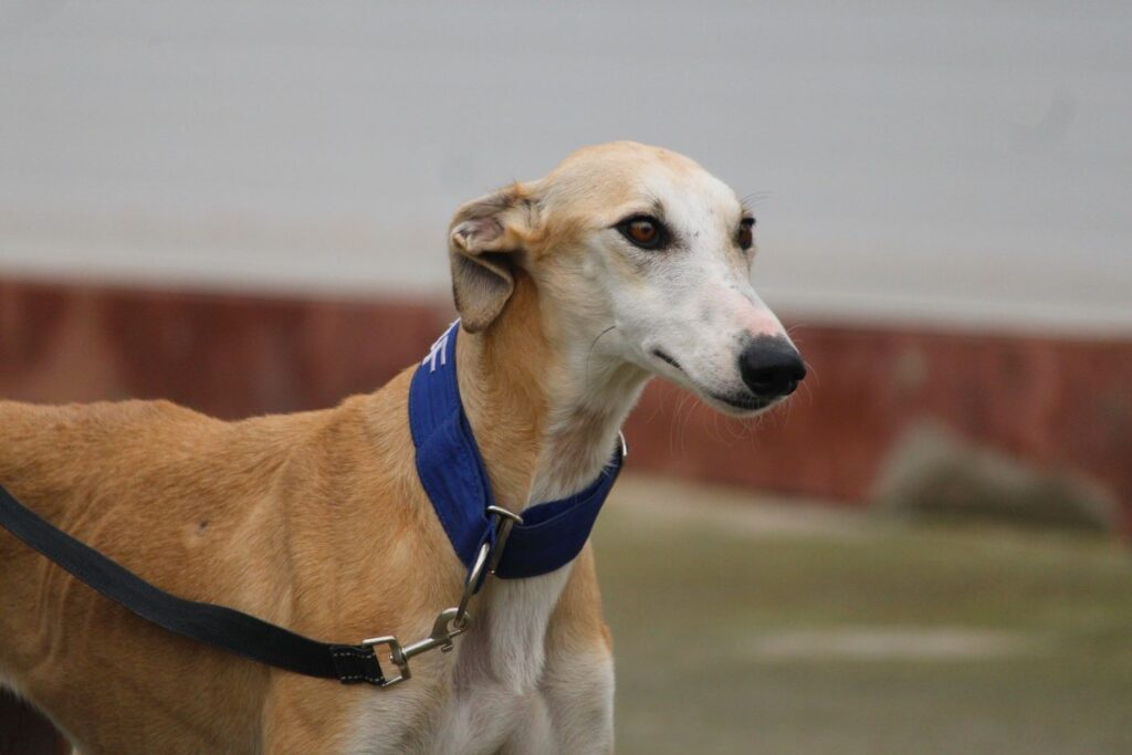 Imani (F) Refuge de la FBM