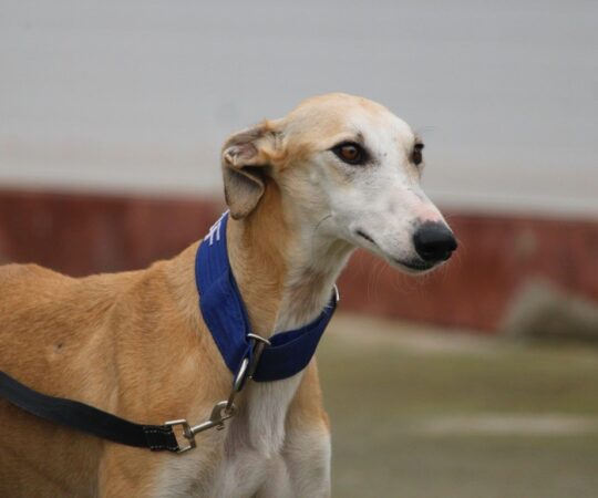 Imani (F) Refuge de la FBM