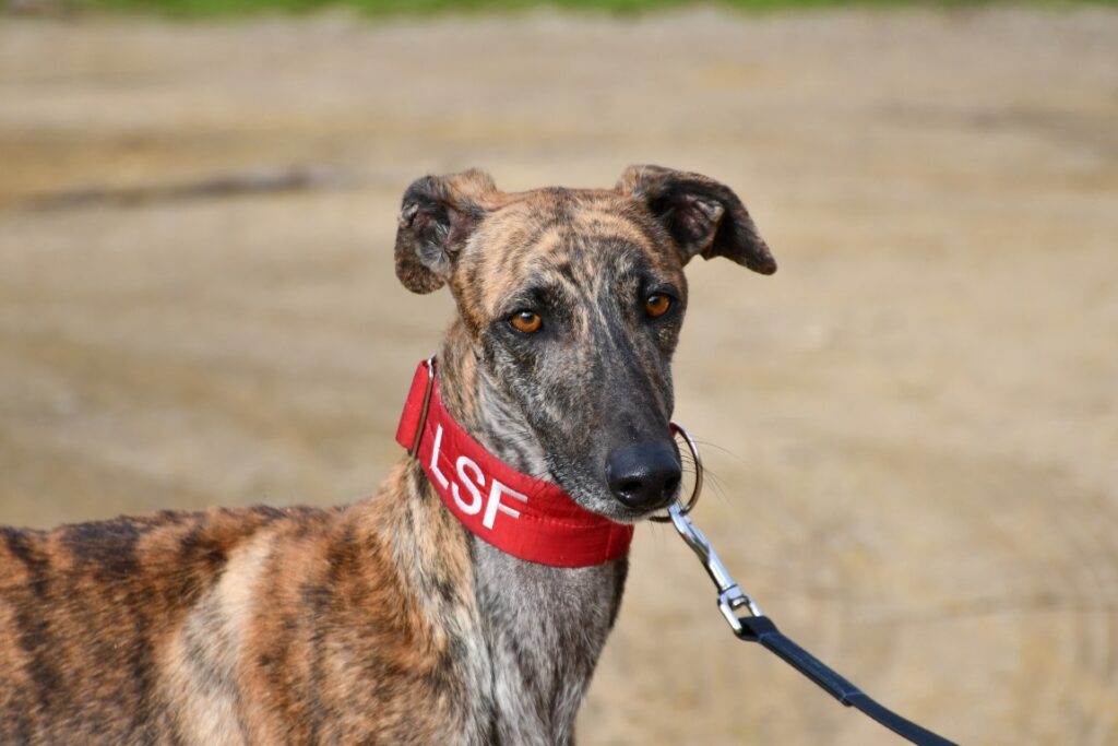Jeque (M) Refuge de Carmona