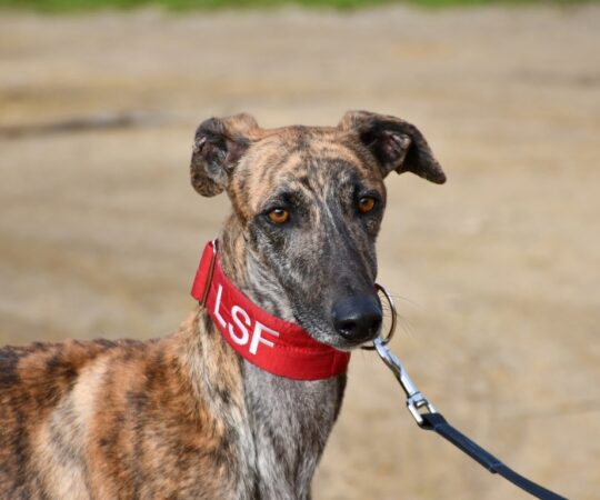 Jeque (M) Refuge de Carmona