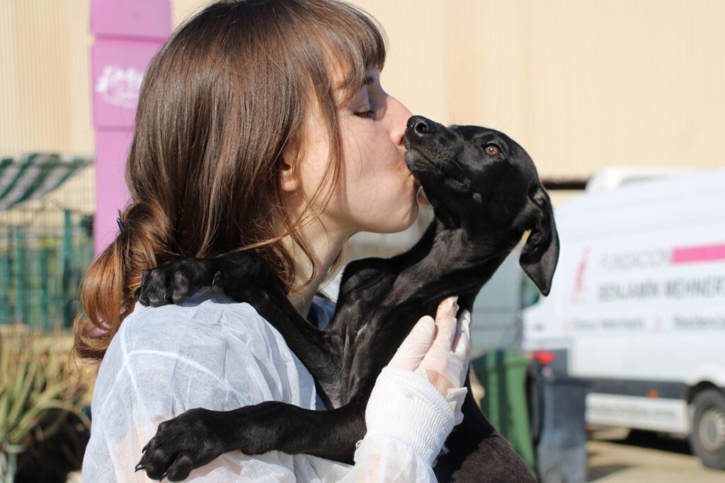 Loky (M) Chiot / Refuge de la FBM/ Disponible