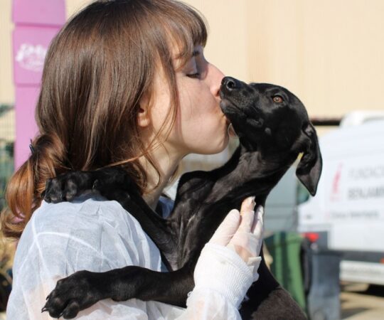 Loky (M) Chiot / Refuge de la FBM