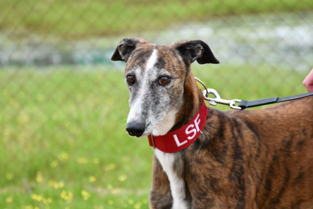 Lyra (F) Refuge de Carmona