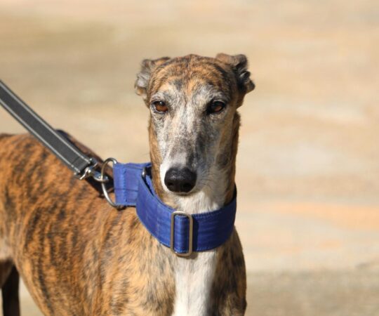 Manzana (F) Refuge de la FBM