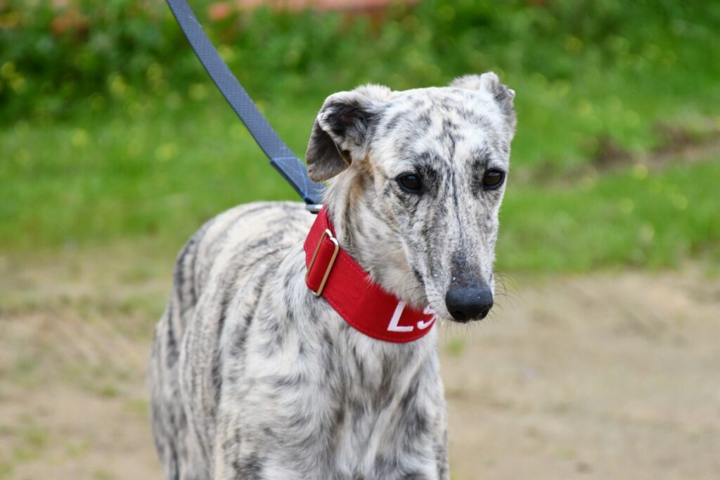 Milka (F) Refuge de Carmona.