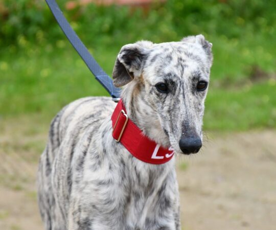 Milka (F) Refuge de Carmona