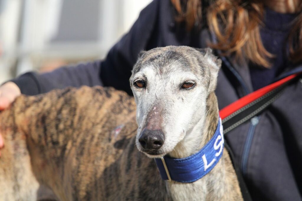 Mulan (F) Jeunior / Refuge de la FBM