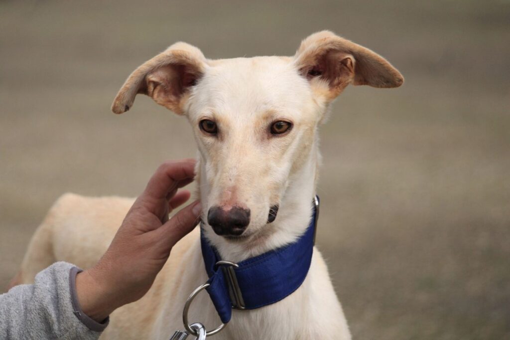 Paco (M) Refuge de la FBM