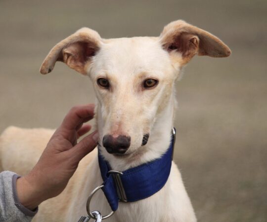 Paco (M) Refuge de la FBM