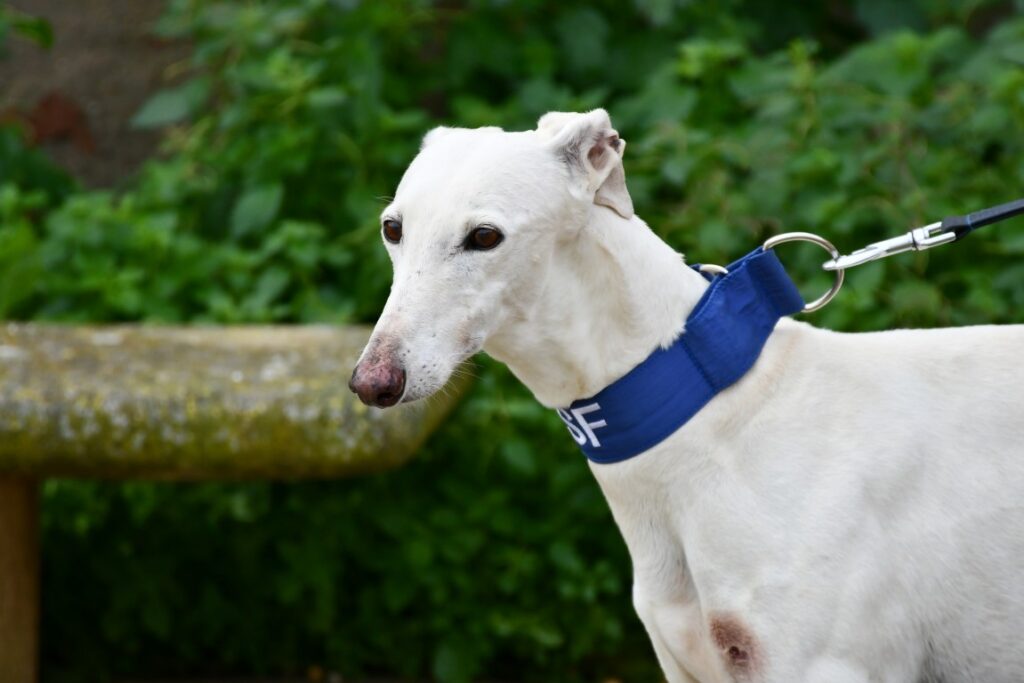 Petalo (F) Jeunior / Refuge de la FBM