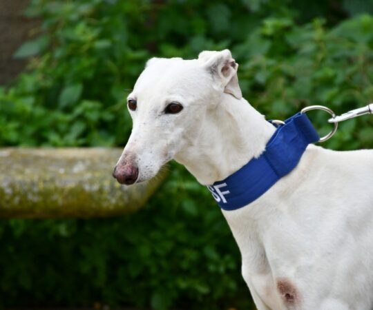 Petalo (F) Jeunior / Refuge de la FBM