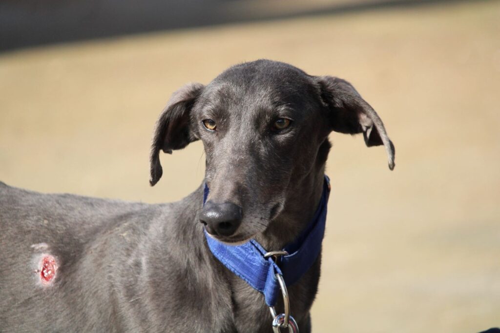 Plex (M) Refuge de la FBM Adoptée