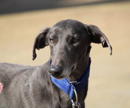 Plex (M) Refuge de la FBM