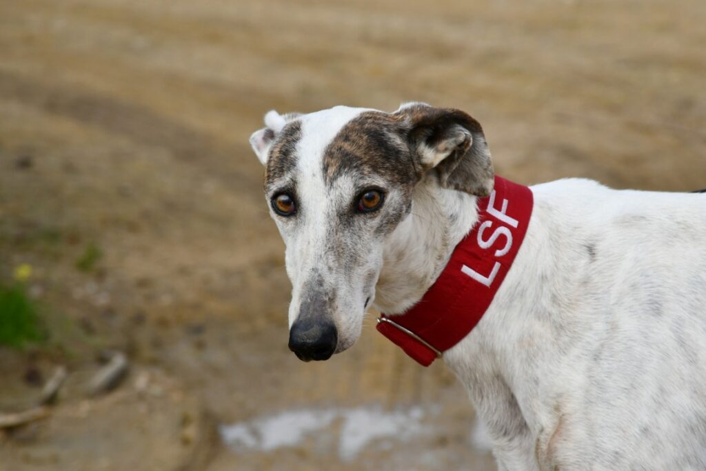Rayo (M) Refuge de Carmona