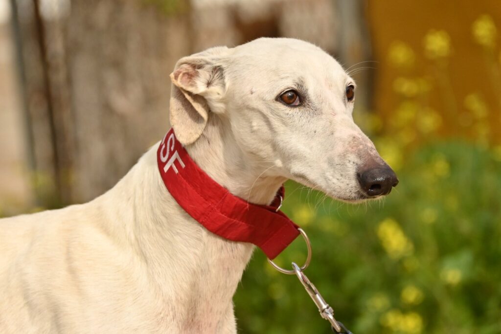 Roncero (M) Refuge de Carmona Adopté