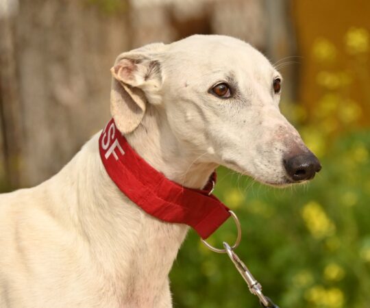 Roncero (M) Refuge de Carmona