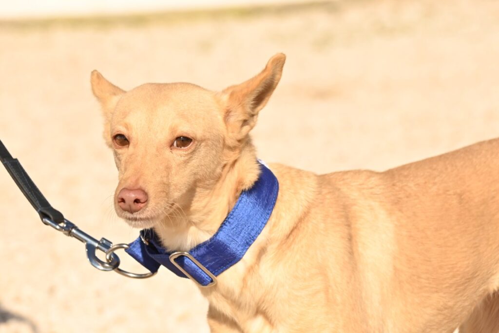 Rosa (F) Pod / Refuge d&rsquo;Abyda