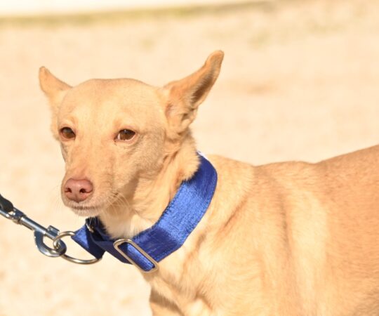 Rosa (F) Pod / Refuge d&rsquo;Abyda