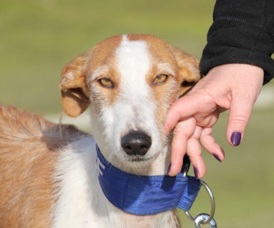 Rosella (F) Refuge de la FBM