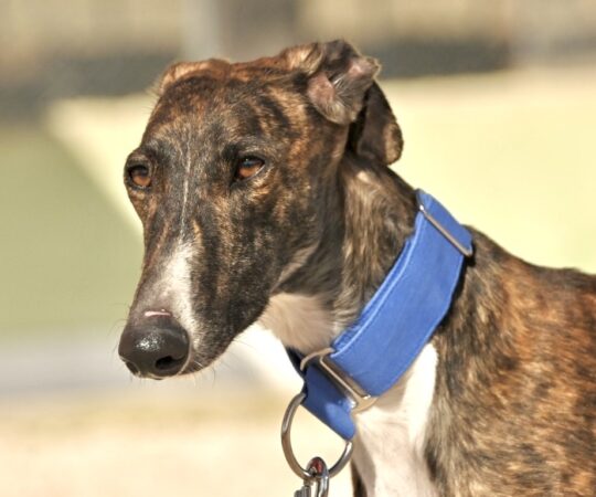 Sahsa (F) Refuge d&rsquo;Abyda