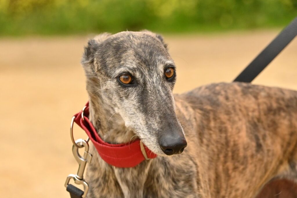 Segadora (F) Jeunior Refuge de Carmona Adoptée
