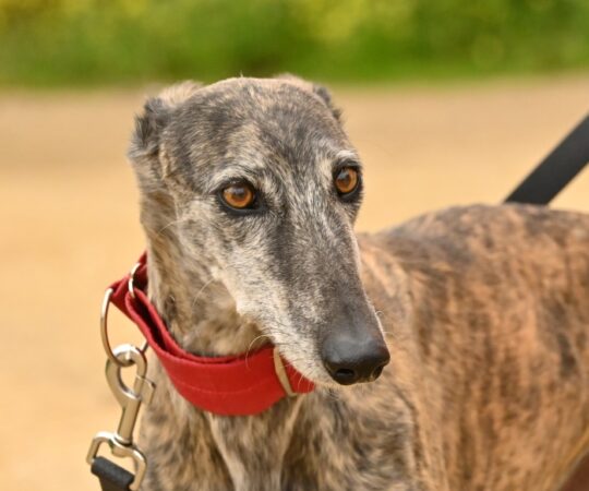Segadora (F) Jeunior Refuge de Carmona