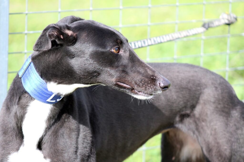 Sélène (F) Refuge d&rsquo;Ecija