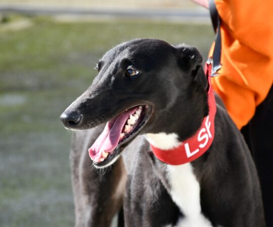 Sélène (F) Refuge d’Ecija