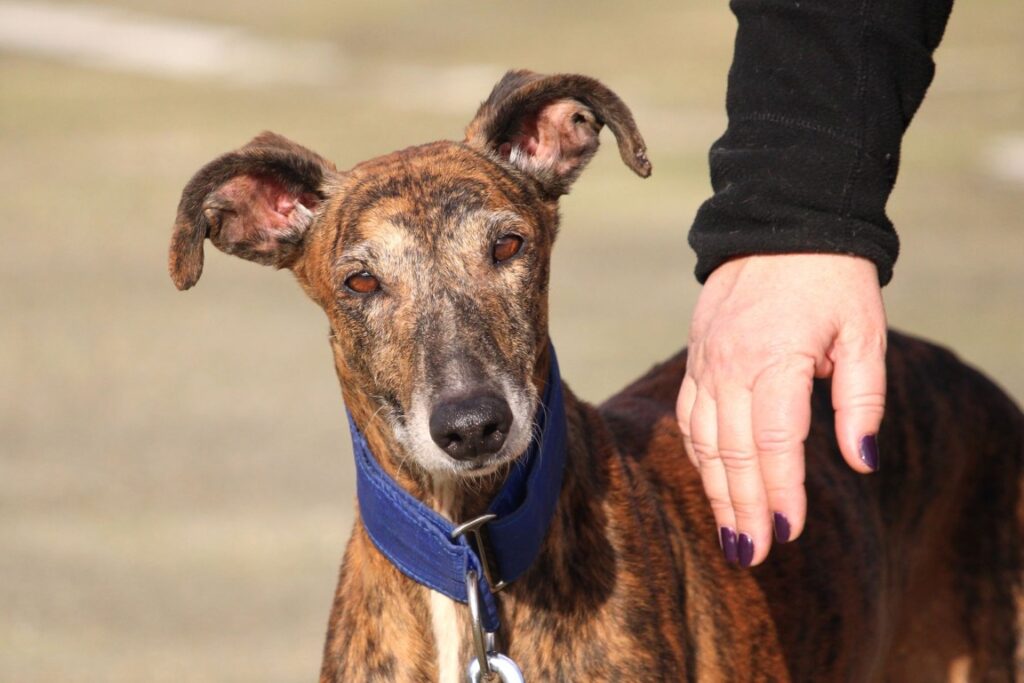 Serena (F) Jeunior / Refuge de la FBM