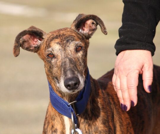 Serena (F) Jeunior / Refuge de la FBM