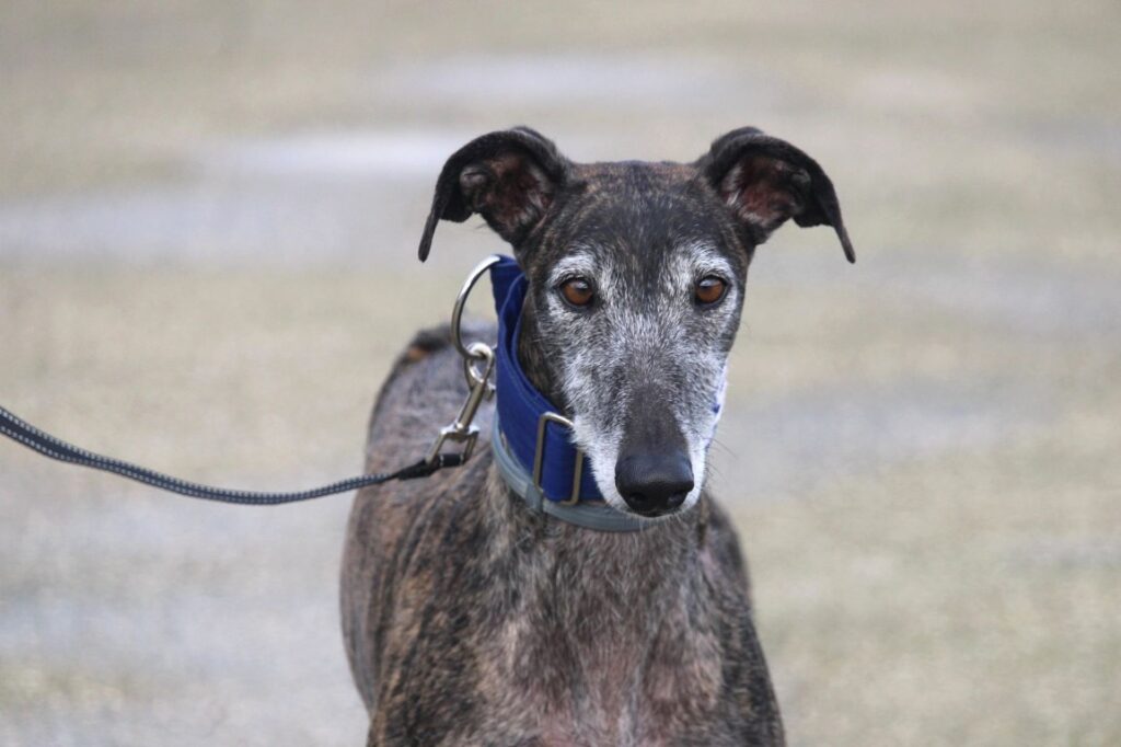 Sofia (F) Refuge de la FBM Adoptée