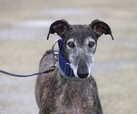 Sofia (F) Refuge de la FBM