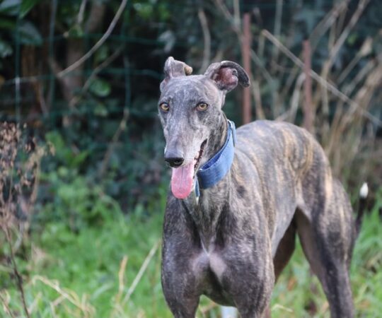 Sora (F) Déjà en France en accueil dans le 85