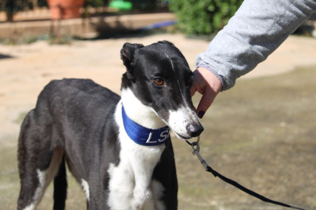 Tara (F) Refuge de la FBM