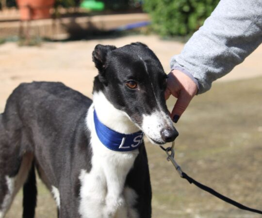 Tara (F) Refuge de la FBM