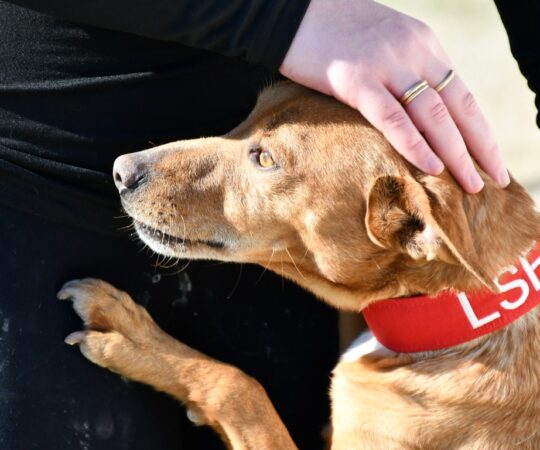 Tobi (M) Pod / Refuge d’Ecija