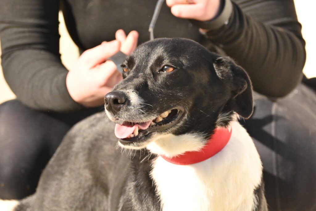 Yolanda (F) Pod X / Ecija