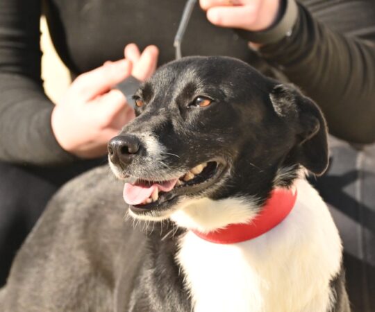 Yolanda (F) Pod X / Ecija