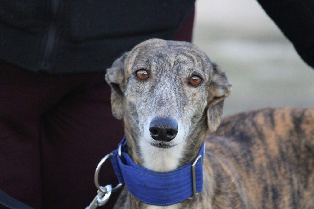 Zina (F) Refuge de la FBM