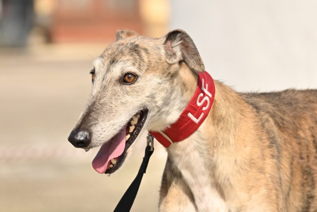 Anam (M) Refuge de la FBM