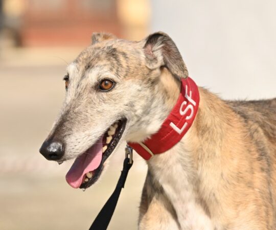 Anam (M) Refuge de la FBM