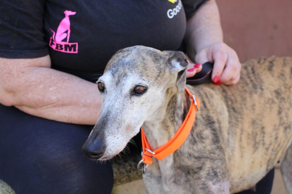 Ardilla (F) Hôpital  Refuge de la FBM Adoptée