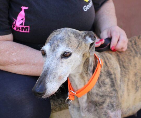 Ardilla (F) Hôpital  Refuge de la FBM Adoptée