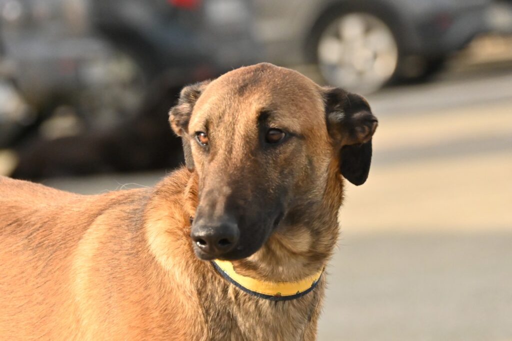 Atila (M) Galgo X Berger/ FBM / 18 mois de refuge