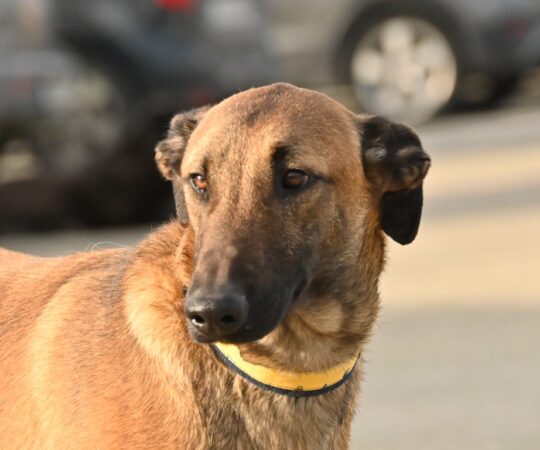 Atila (M) Galgo X Berger/ FBM / 18 mois de refuge