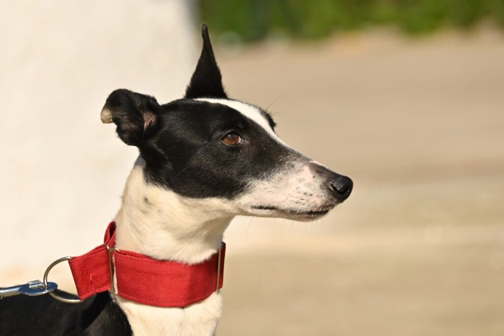 Balina (F) Refuge de la FBM