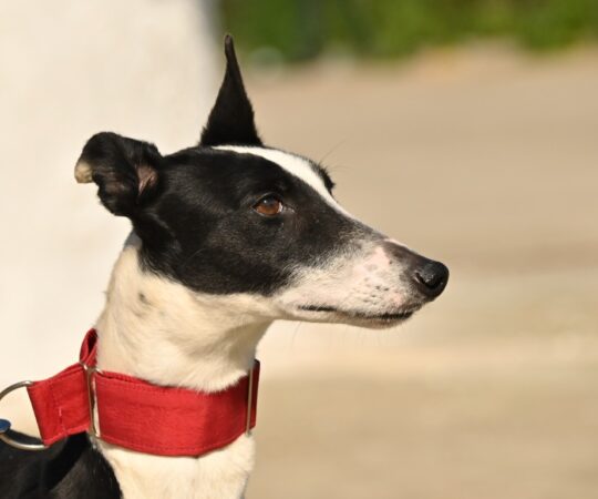 Balina (F) Refuge de la FBM